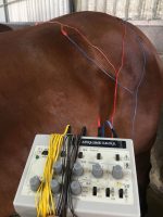 equine-acupuncture-about-gallery-5
